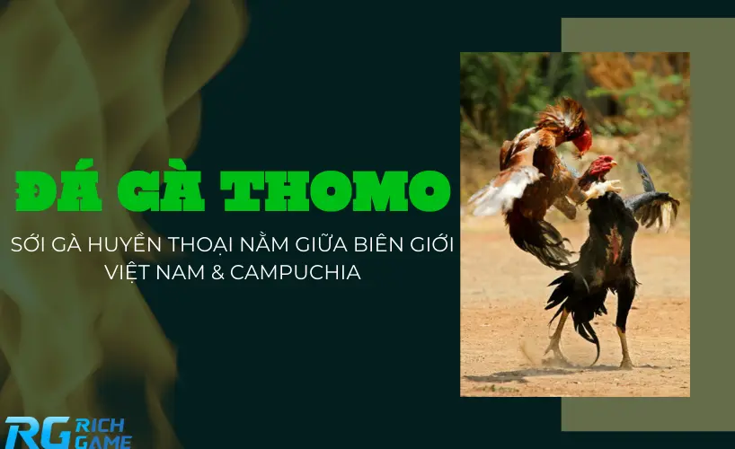 Đá gà thomo - Sới gà huyền thoại nằm giữa biên giới Việt Nam & Campuchia