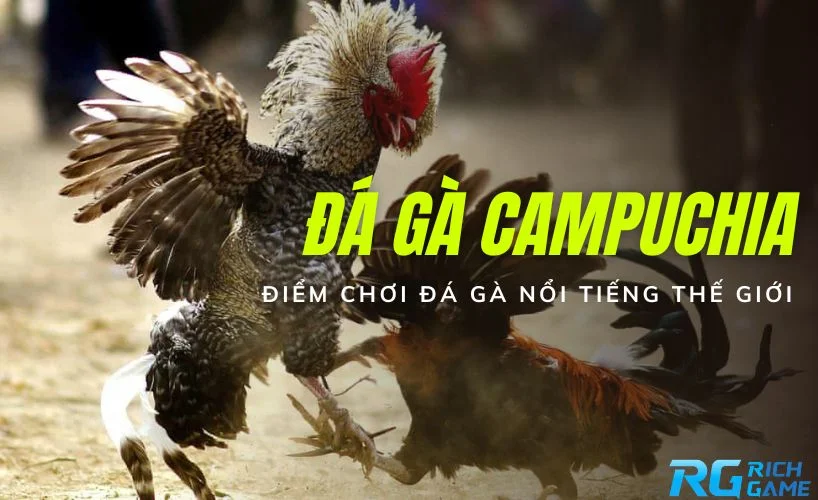 Đá gà Campuchia - Điểm chơi đá gà nổi tiếng thế giới