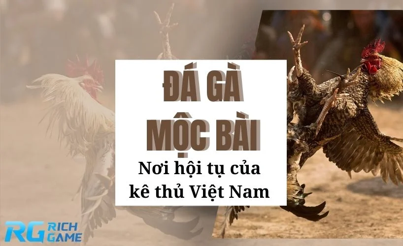 Đá gà mộc bài -  nơi hội tụ của kê thủ Việt Nam
