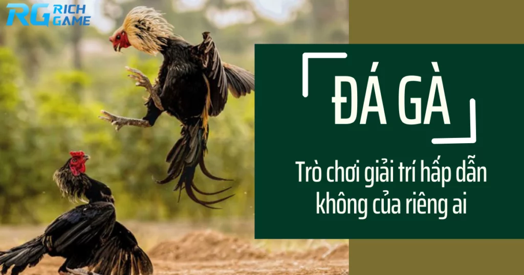 Đá gà - trò chơi giải trí hấp dẫn không của riêng ai