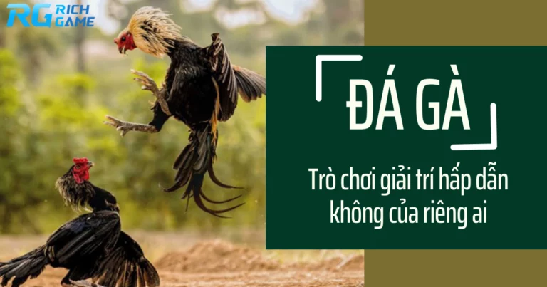 Đá gà - trò chơi giải trí hấp dẫn không của riêng ai