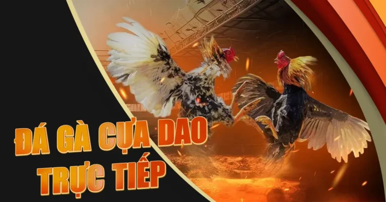 Đá gà cựa dao: luật chơi 2024, trang đăng ký đá gà trực tiếp