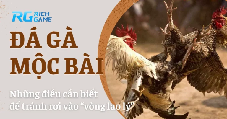 Đá gà Mộc Bài và những điều cần biết để tránh rơi vào “vòng lao lý”