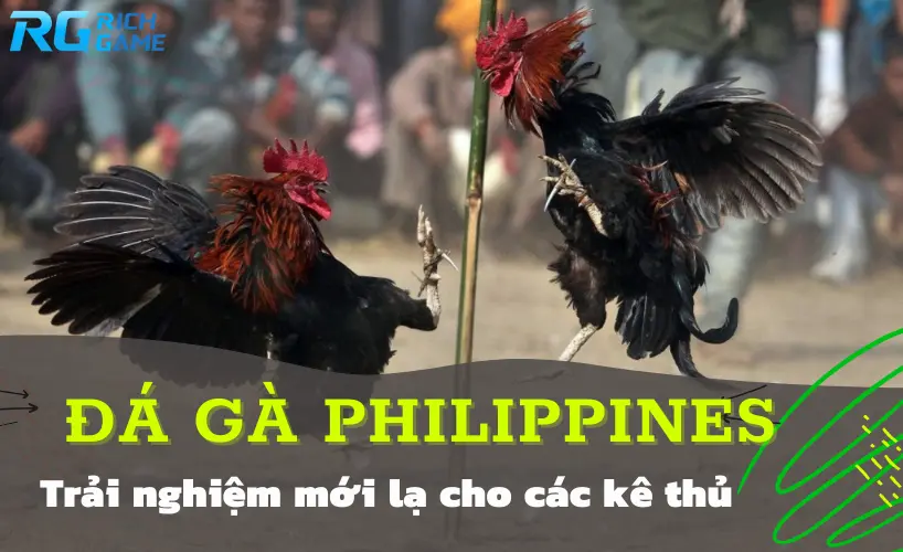 Đá gà philippines -trải nghiệm mới lạ cho các kê thủ 